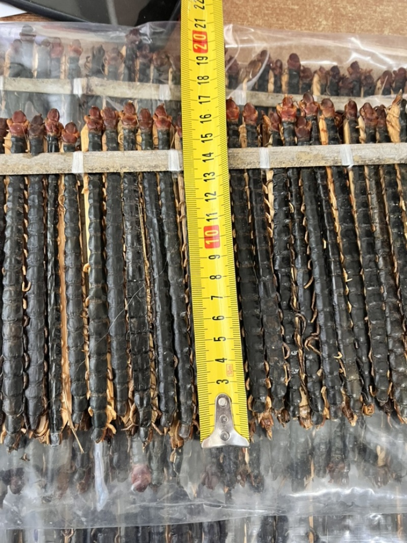 蜈蚣17到18公分大小均匀个头肥实物拍摄颜色好