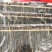 蜈蚣17到18公分大小均匀个头肥实物拍摄颜色好