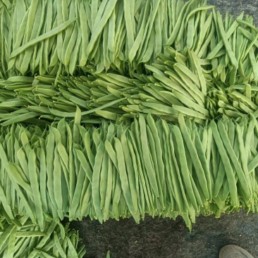 商河扁青芸豆，大扁豆，物优价廉，货源充足