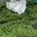 商河扁青芸豆，大扁豆，物优价廉，货源充足