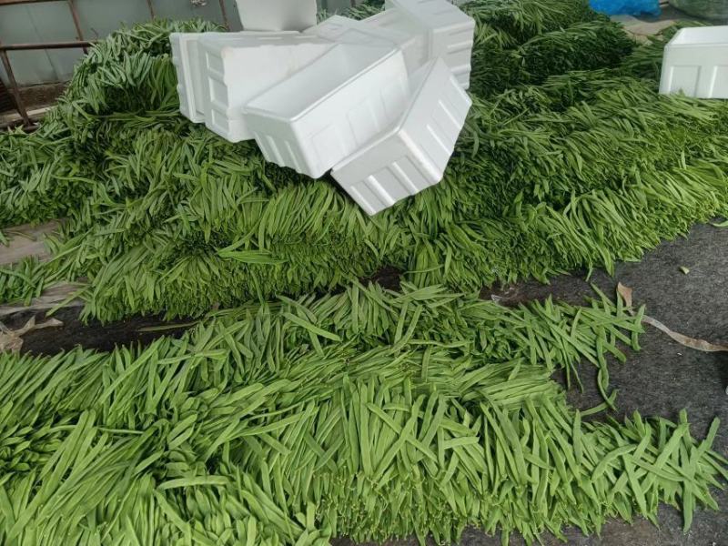 商河扁青芸豆，大扁豆，物优价廉，货源充足