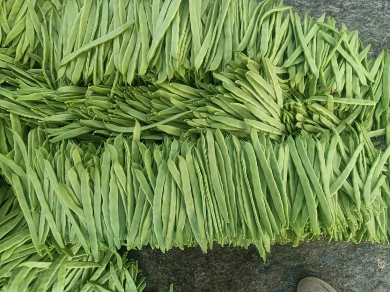 商河扁青芸豆，大扁豆，物优价廉，货源充足