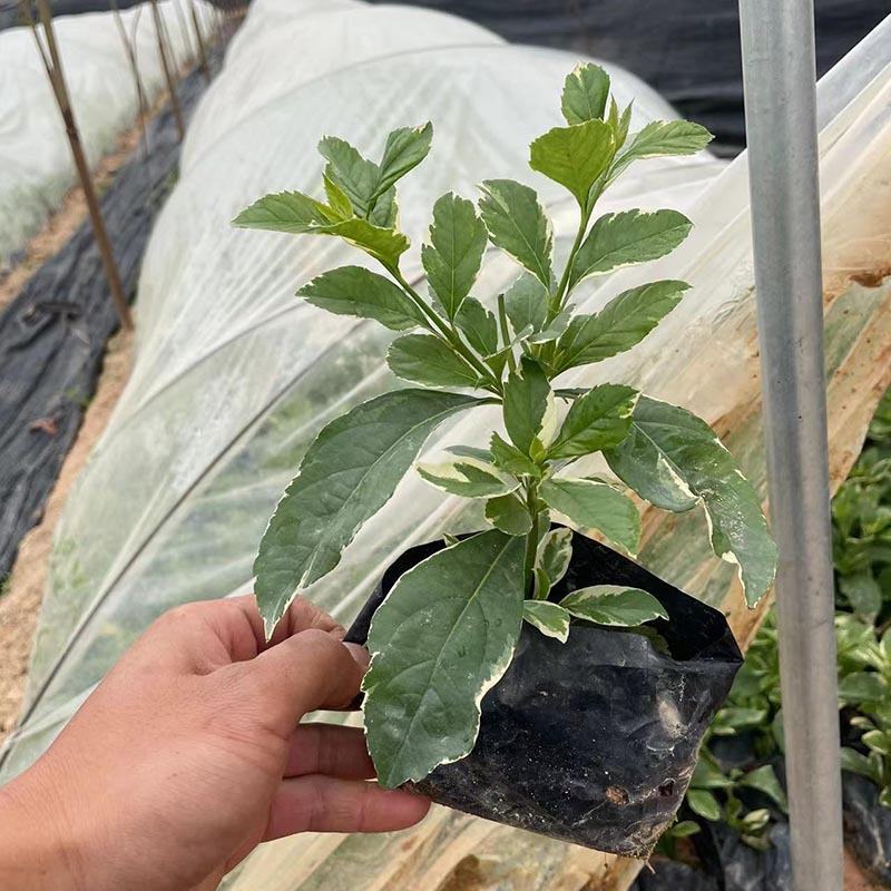 金叶满天星小苗金叶萼距花袋苗金叶雪茄花容器苗