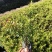 金叶满天星小苗金叶萼距花袋苗金叶雪茄花容器苗