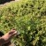 金叶满天星小苗金叶萼距花袋苗金叶雪茄花容器苗