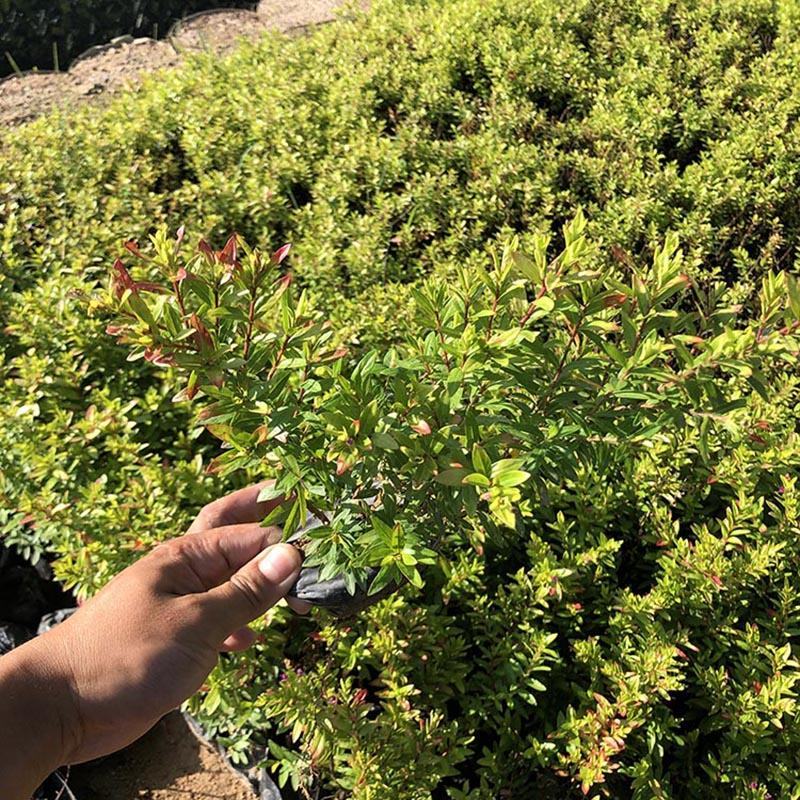 金叶满天星小苗金叶萼距花袋苗金叶雪茄花容器苗