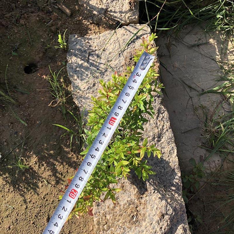 金叶满天星小苗金叶萼距花袋苗金叶雪茄花容器苗