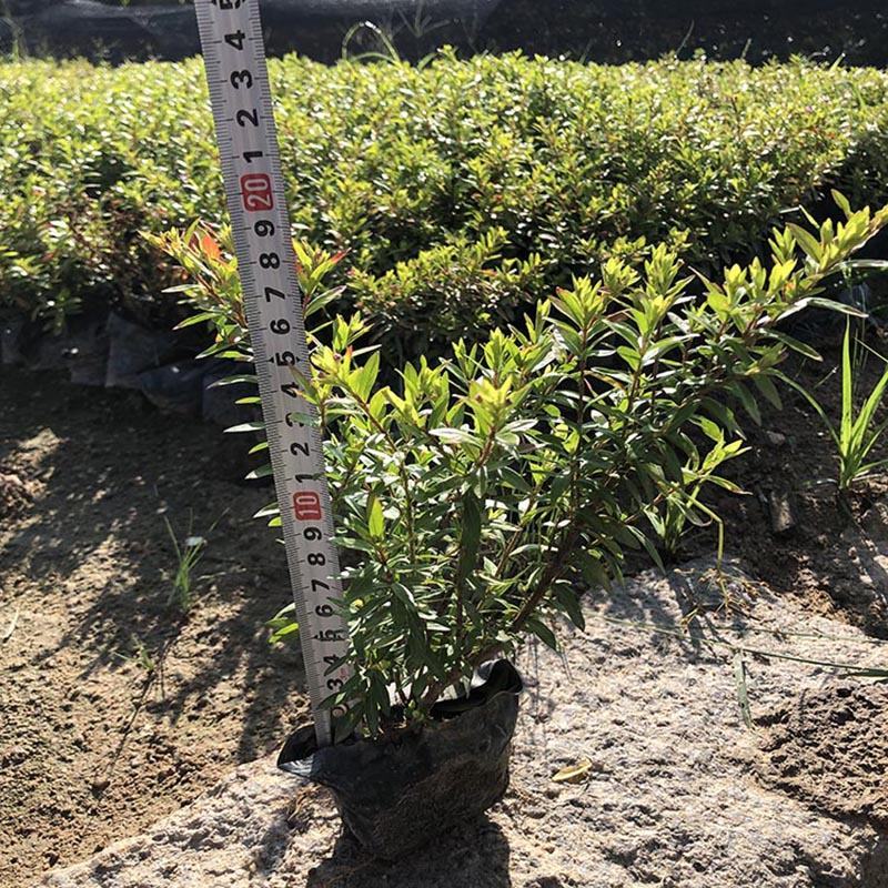 金叶满天星小苗金叶萼距花袋苗金叶雪茄花容器苗