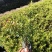 金叶满天星小苗金叶萼距花袋苗金叶雪茄花容器苗