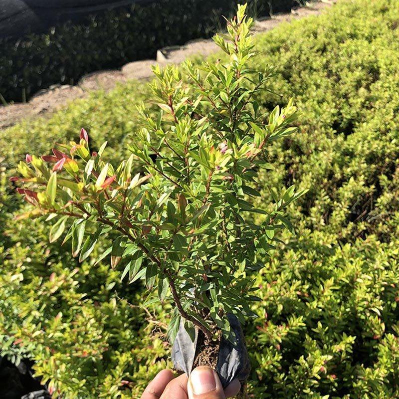 金叶满天星小苗金叶萼距花袋苗金叶雪茄花容器苗