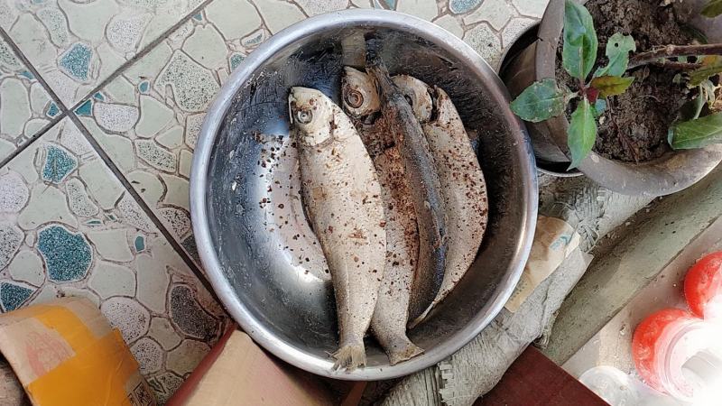 【产地】白磷鱼咸鱼咸鱼咸香鱼清蒸鱼腌制海鱼海鲜包邮