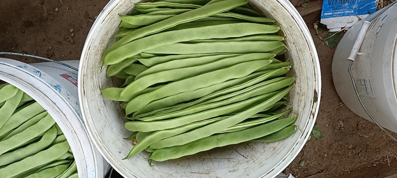 商河扁青芸豆，大扁豆，物优价廉，货源充足