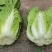 黄心大白菜