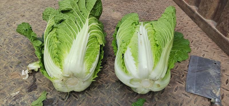 黄心大白菜