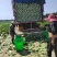 黄心大白菜