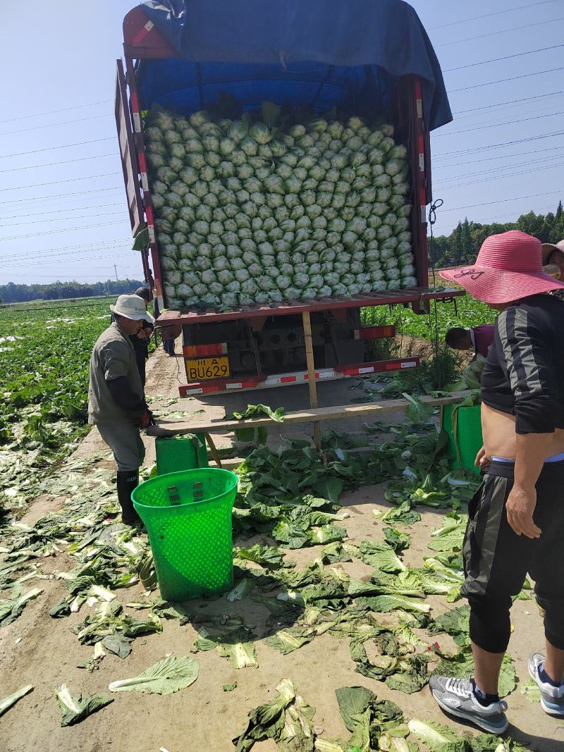 黄心大白菜