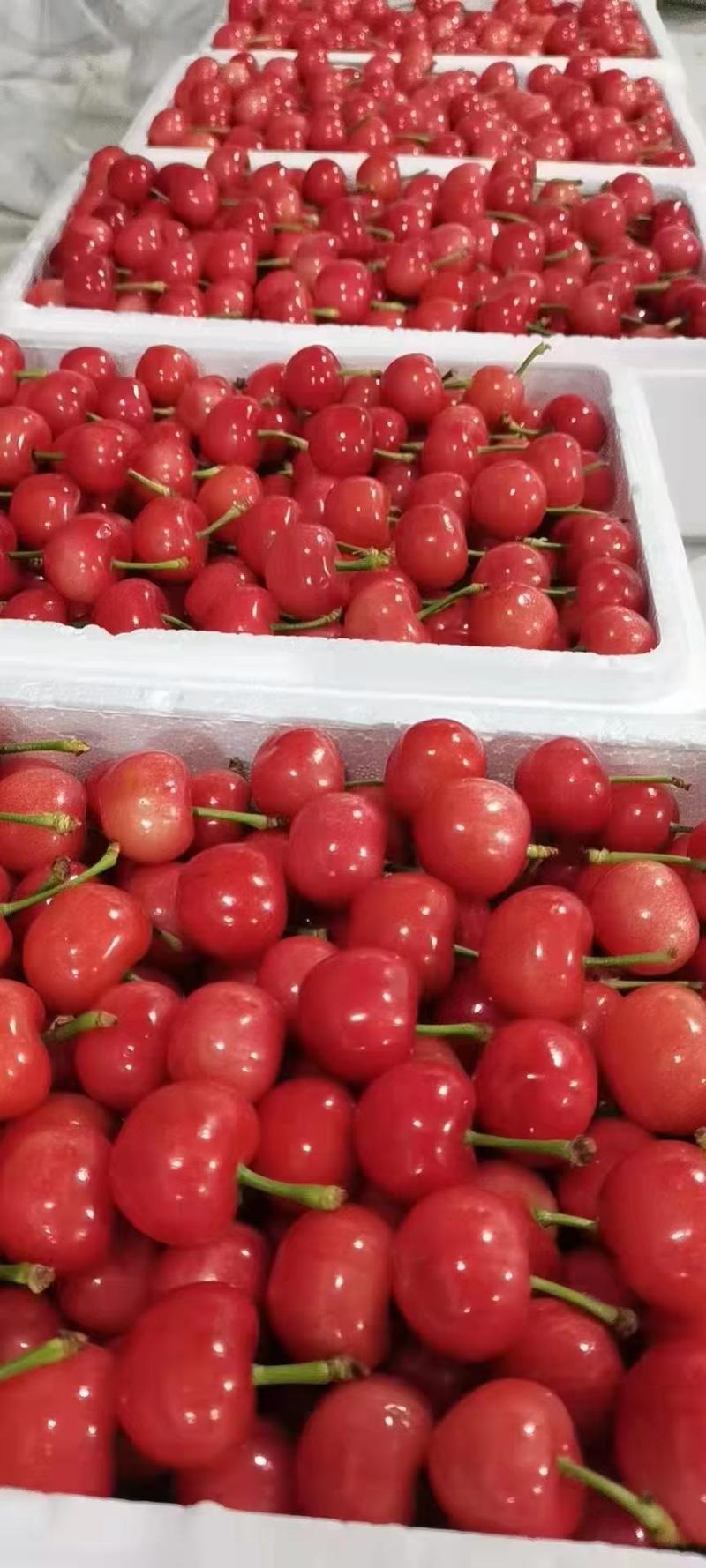 大红灯樱桃批发大棚樱桃大量上市品种多质量好产地一手货源
