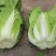 黄心大白菜