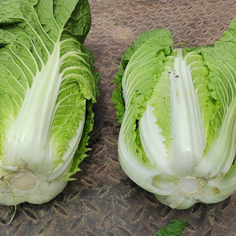 黄心大白菜