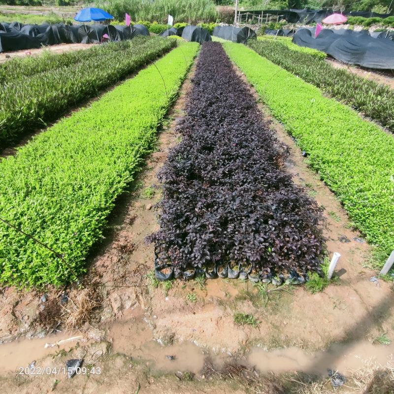 满天星孔雀梅萼距花基地直批量大从优五斤袋七斤袋