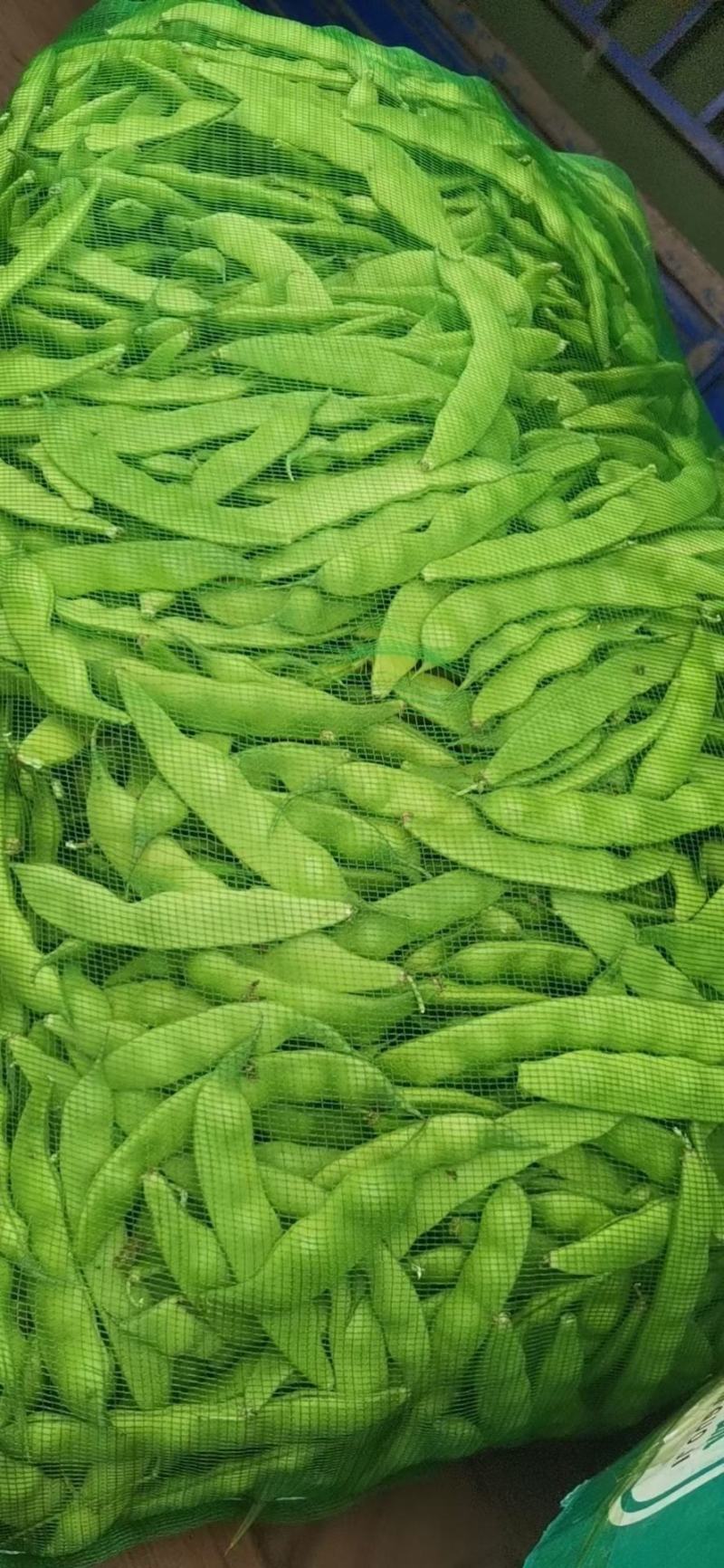 九月青油豆角