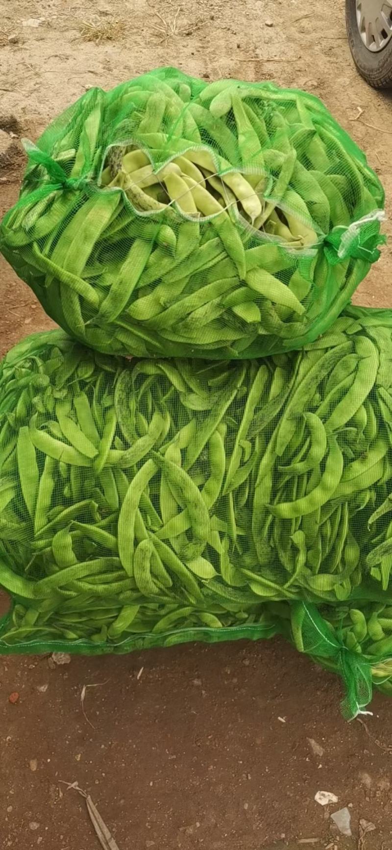 九月青油豆角