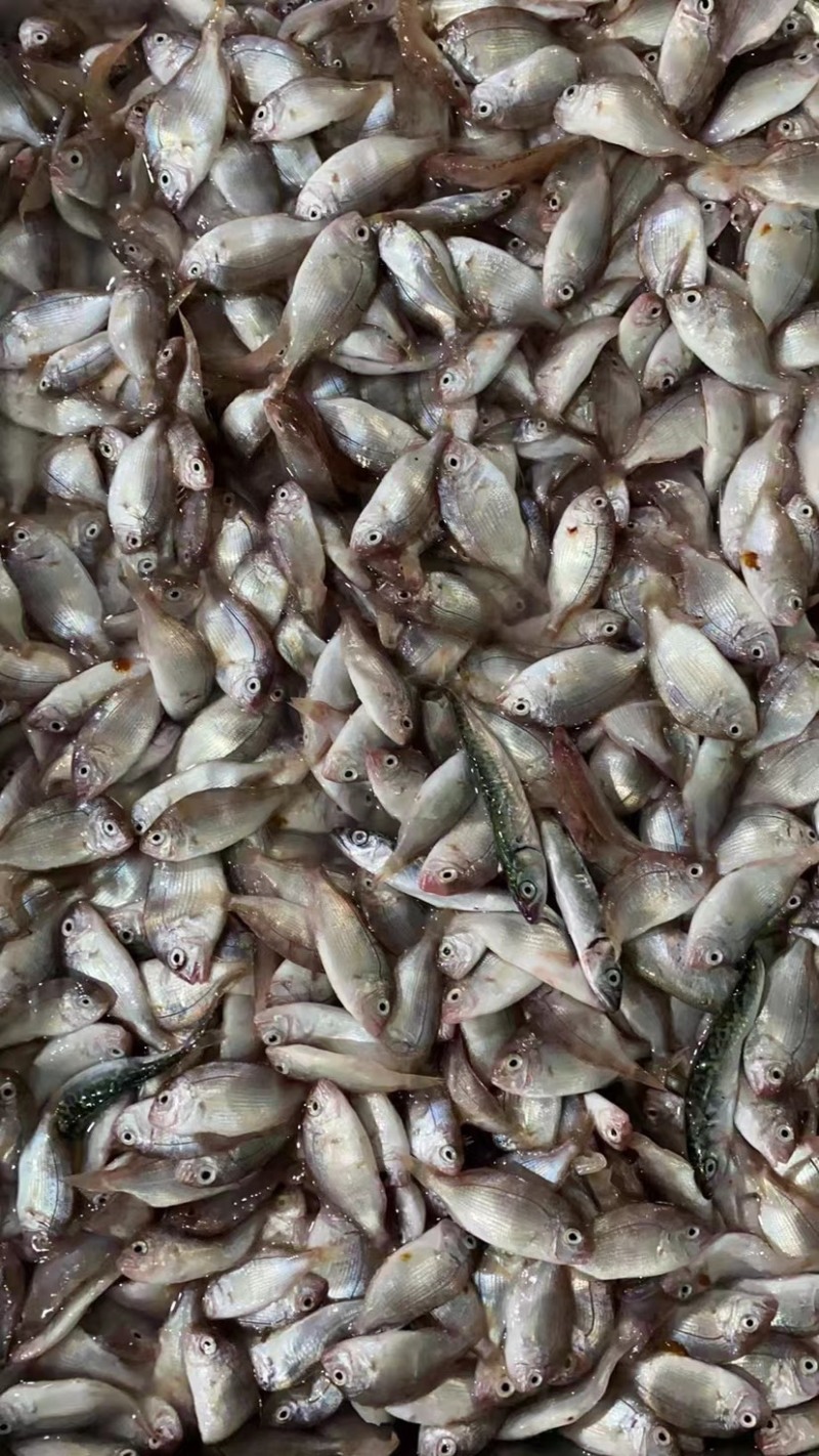 红腊鱼饲料鱼18.5下盘薄膜袋包装