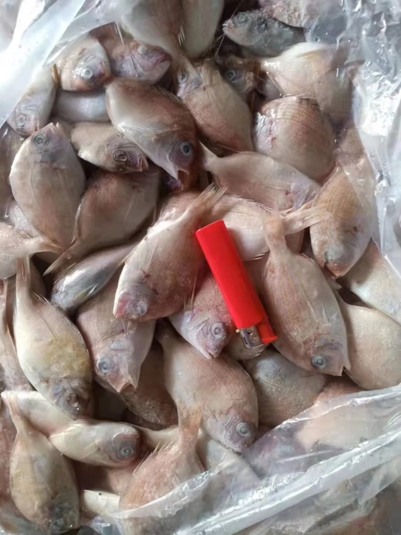 红腊鱼饲料鱼18.5下盘薄膜袋包装