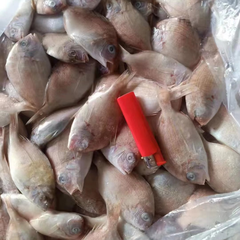 红腊鱼饲料鱼18.5下盘薄膜袋包装