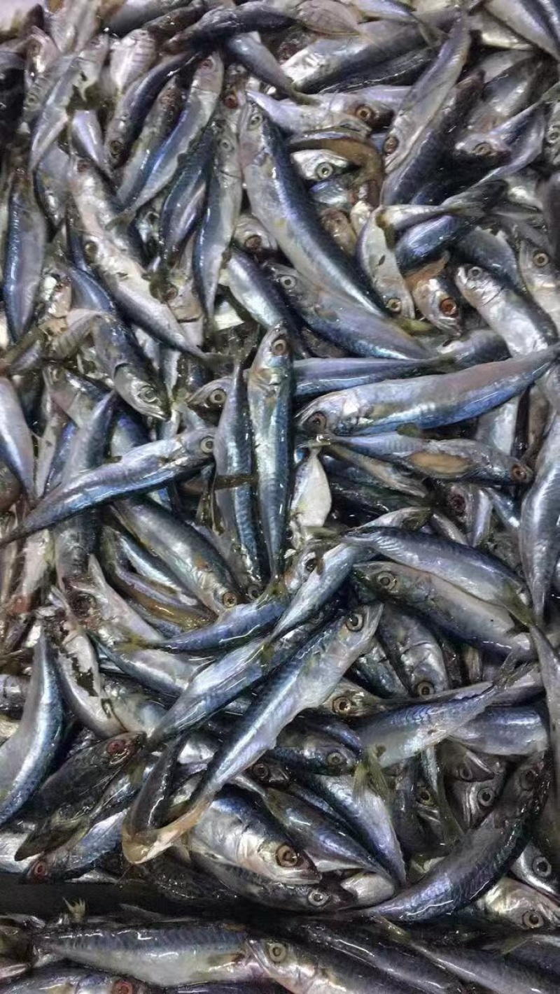 饲料小青鱼20条左右一斤净重19斤干冻薄膜袋包装
