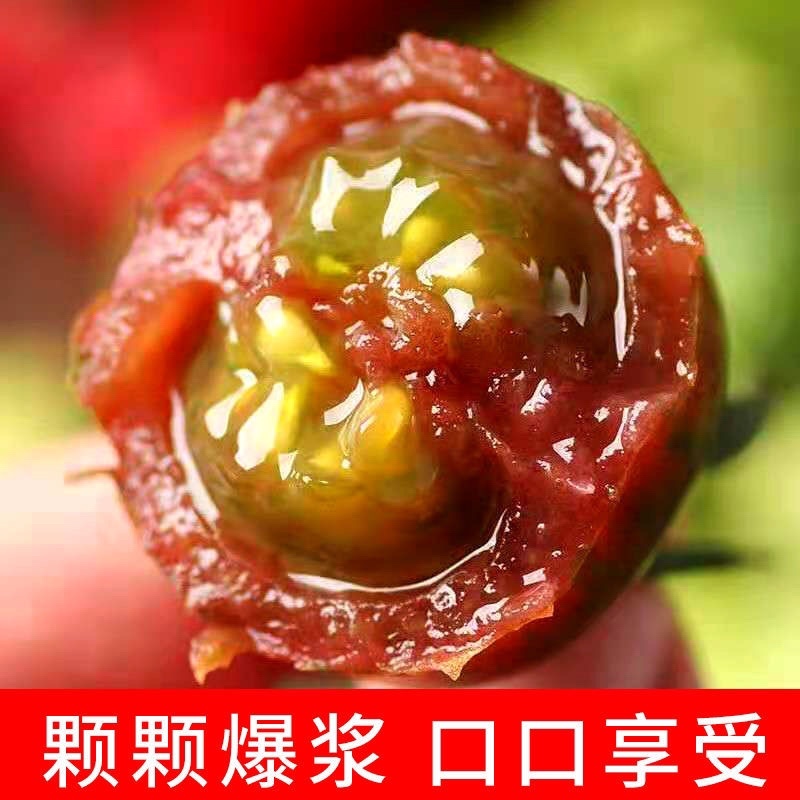 【小番茄】迷彩小番茄产地直发酸甜多汁欢迎采购