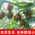 【小番茄】迷彩小番茄产地直发酸甜多汁欢迎采购