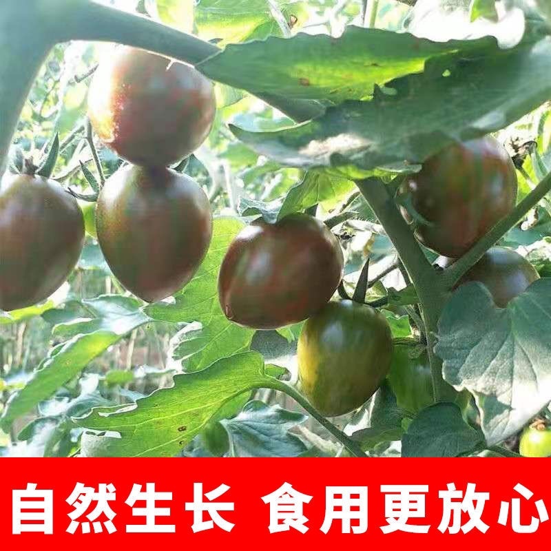 【小番茄】迷彩小番茄产地直发酸甜多汁欢迎采购