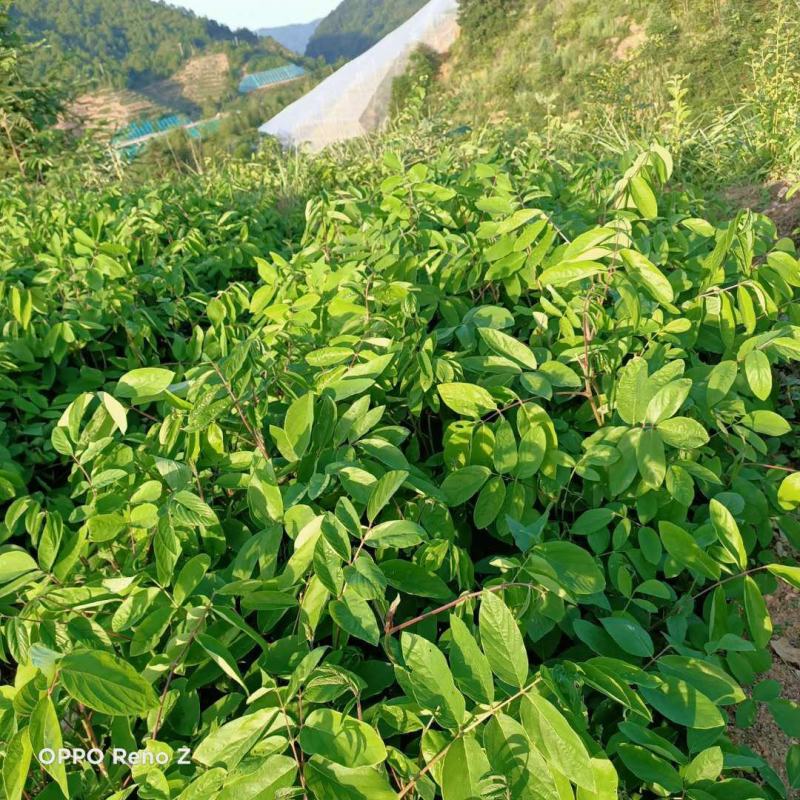 【包邮】赣州石参根鲜货干货大量有货足干无硫品质保证