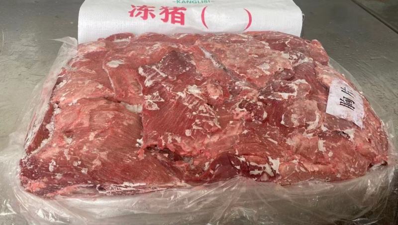 母猪胸片