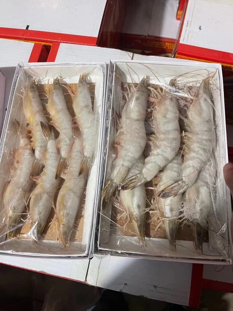 海捕对虾