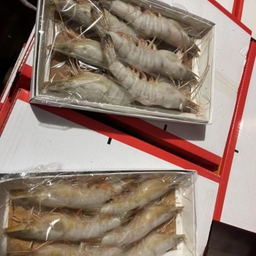 海捕对虾