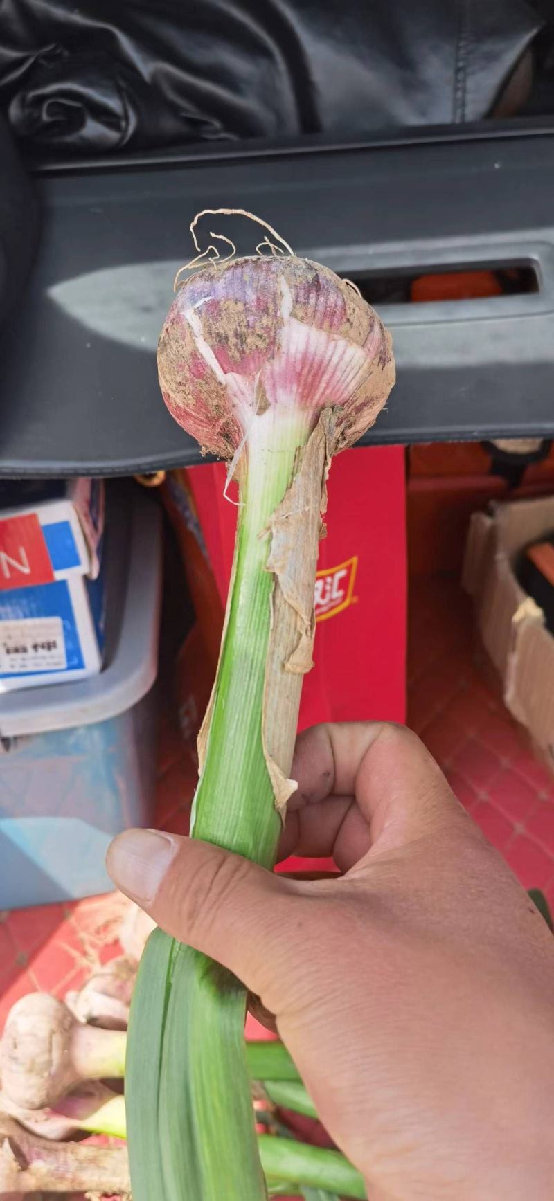 河南省通许县把蒜大量上市中