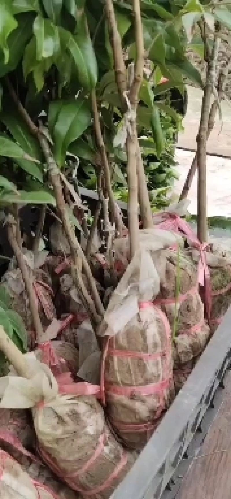龙眼苗，荔枝苗