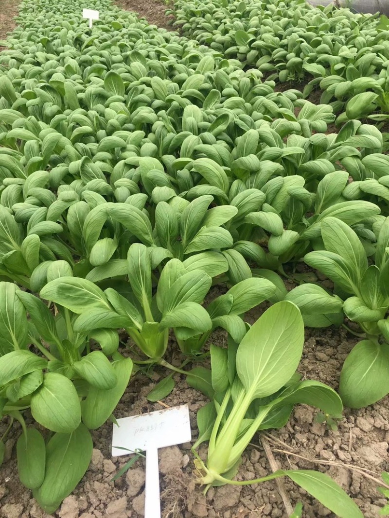 耐热耐雨水杂交青菜