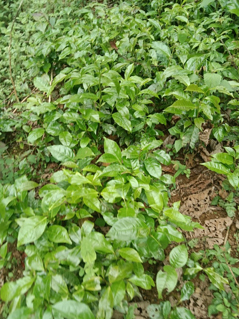 青山茶苗