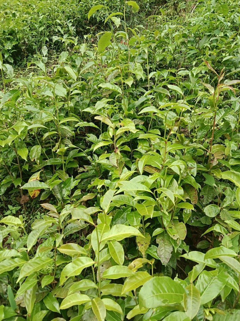 青山茶苗