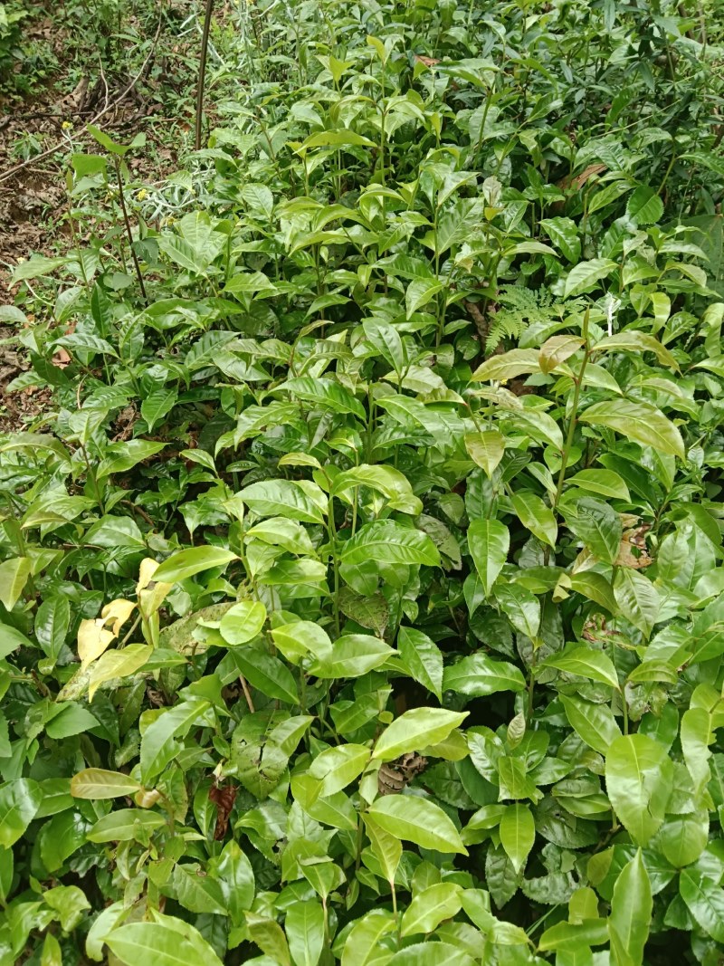 青山茶苗