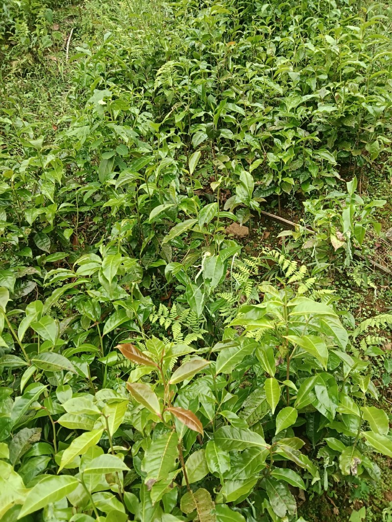 青山茶苗