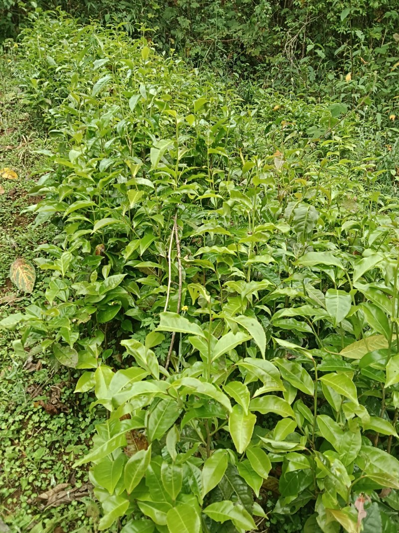 青山茶苗