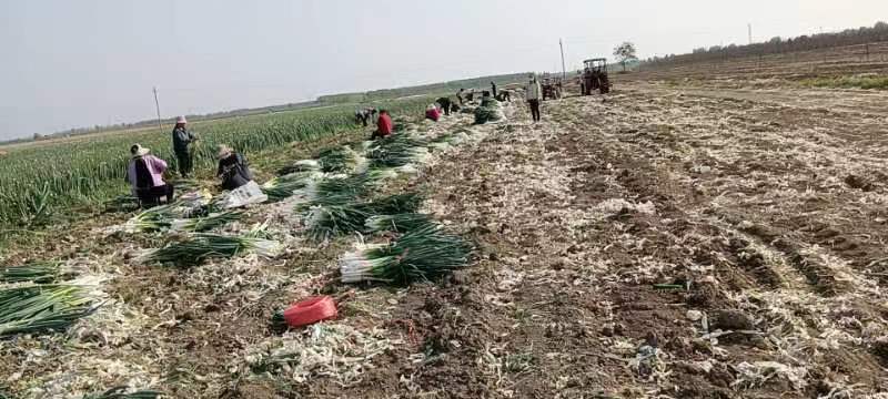 长白葱产地直销，芽葱，干葱，手选葱