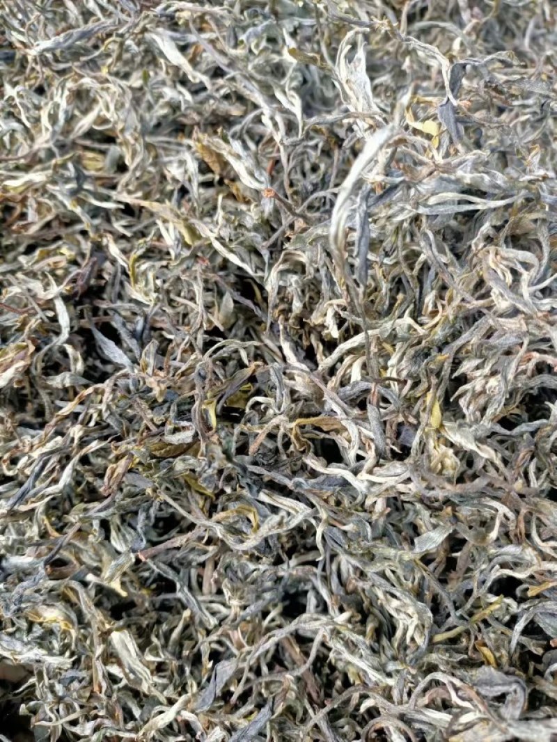 普洱茶古树茶大树茶单株茶绿茶汤色金亮回味无穷