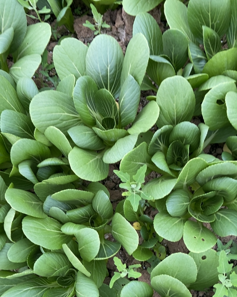 小青菜