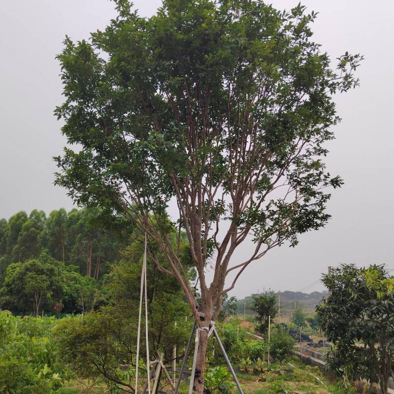 精品单杆台湾嘉宝果树，合适别墅庭院种植，