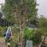 精品单杆台湾嘉宝果树，合适别墅庭院种植，